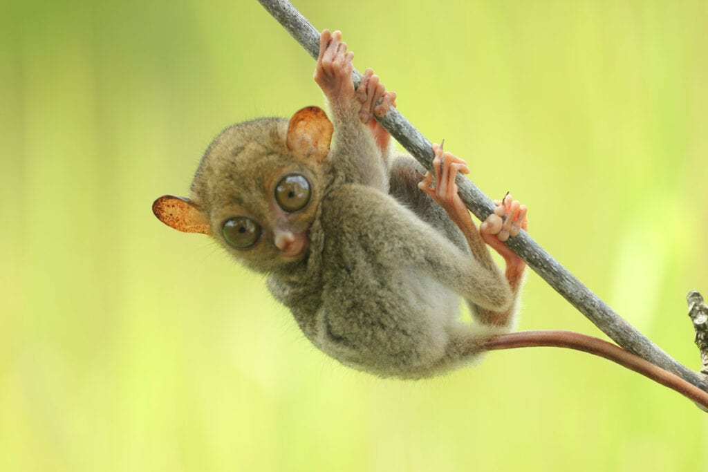 Philippines-faune-2