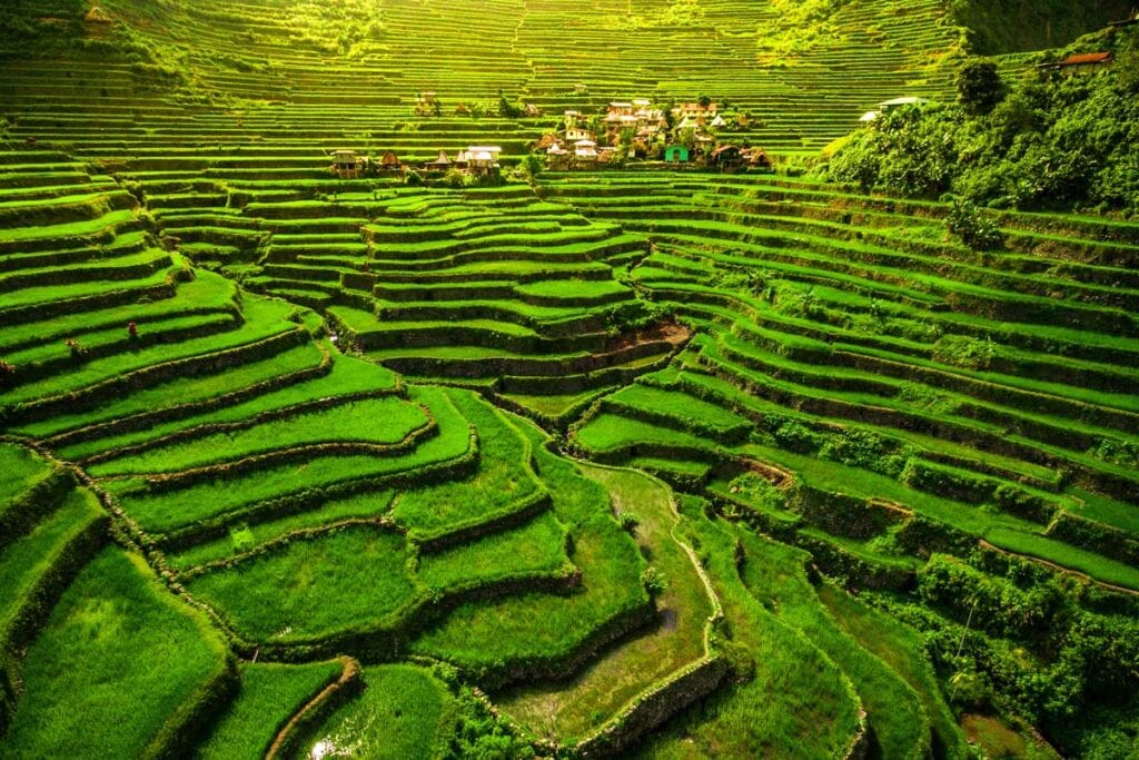 Philippines-rizieres